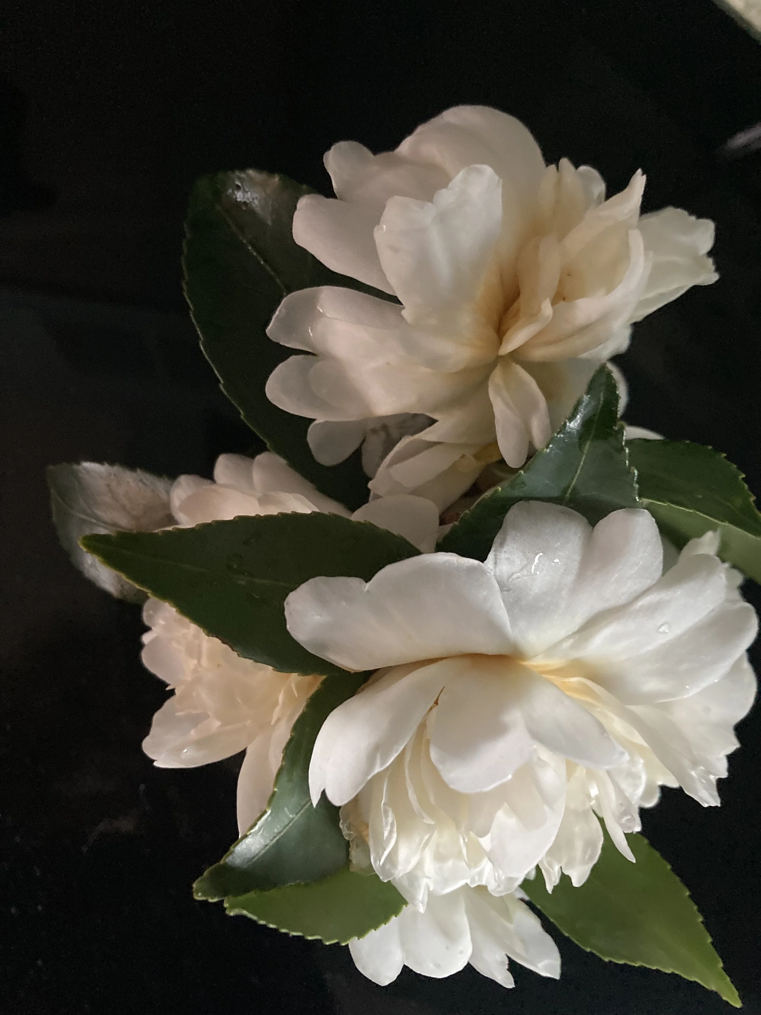 camellia artful close up dark .jpeg