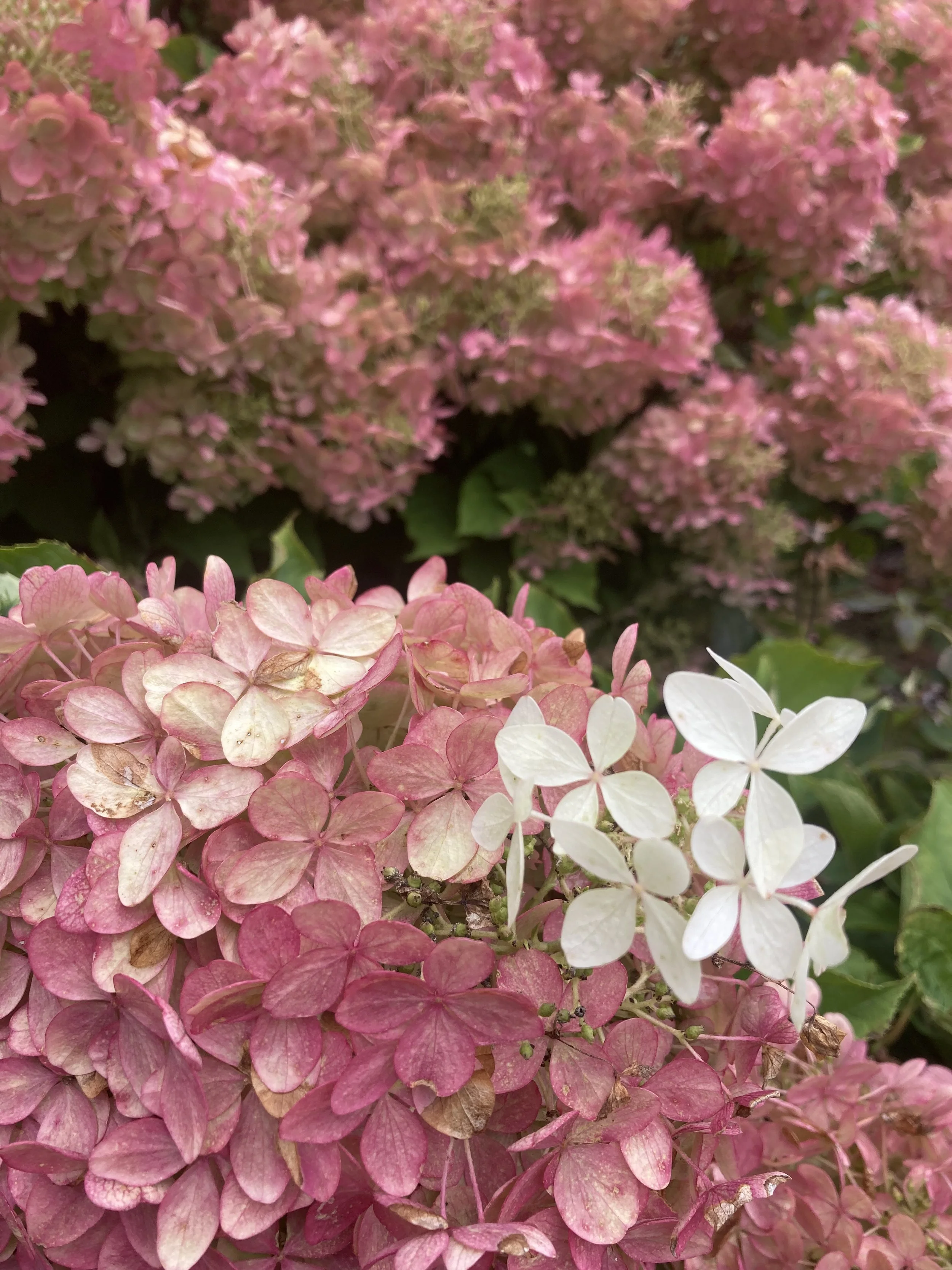 hydrangea bobo white to pink close up blooms.jpeg