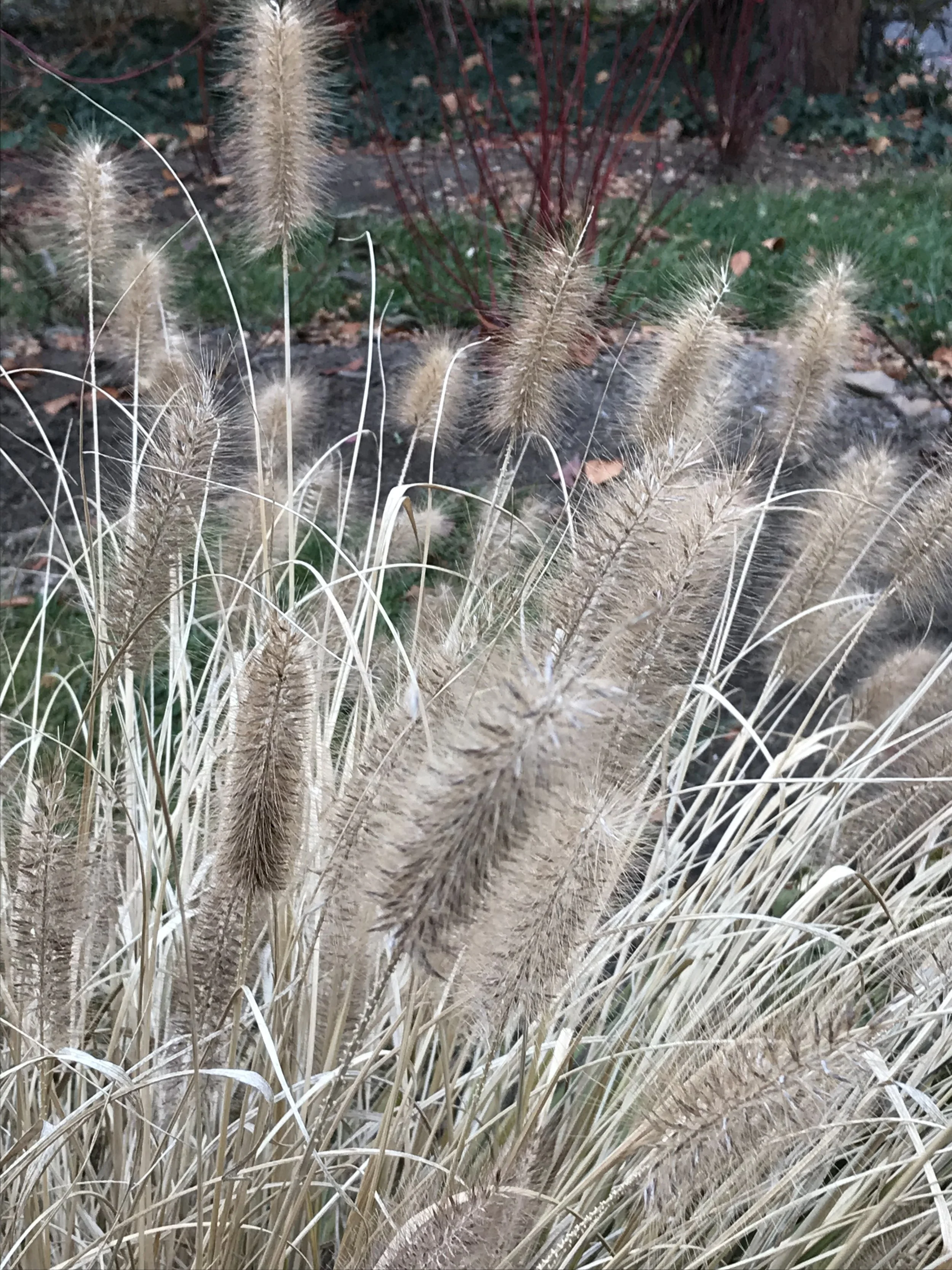 ornamental grass autumn glow .jpeg