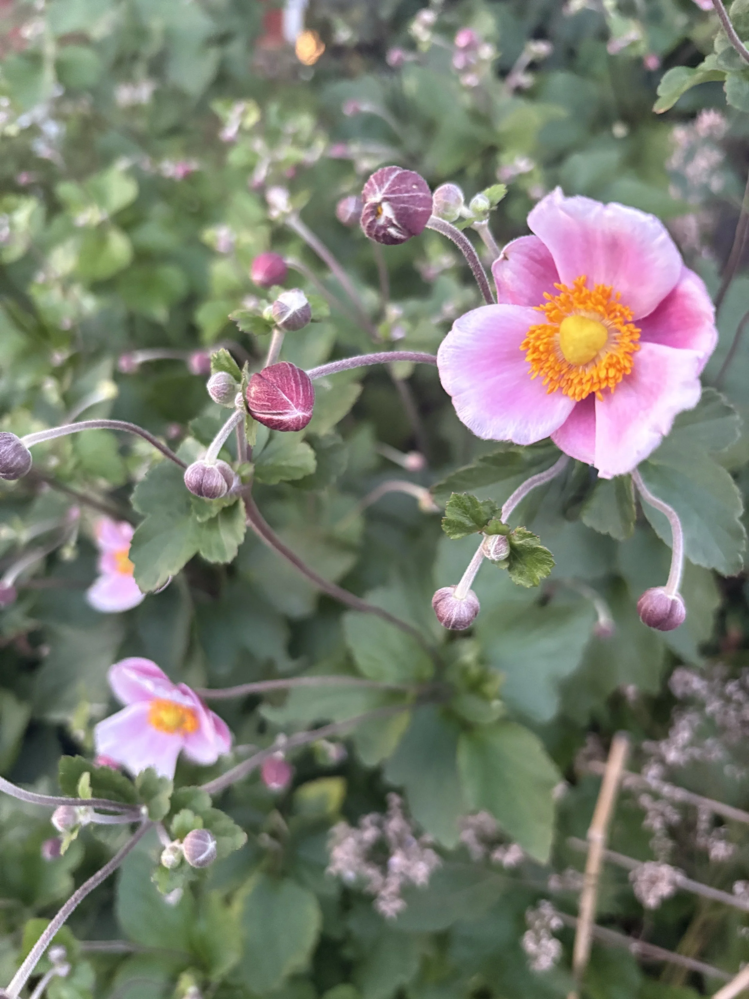 IMG_8576.jpeg