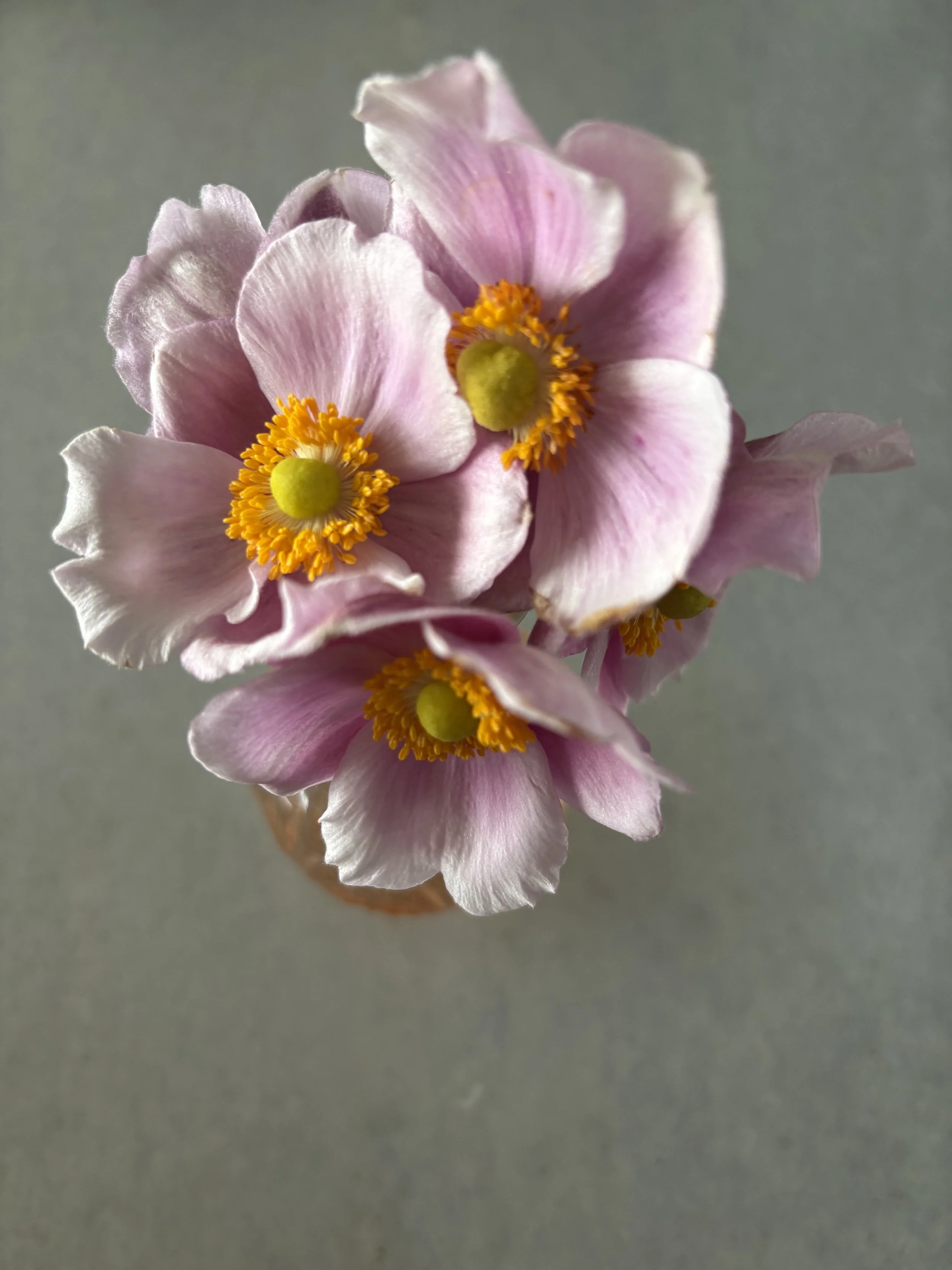 IMG_8587.jpeg