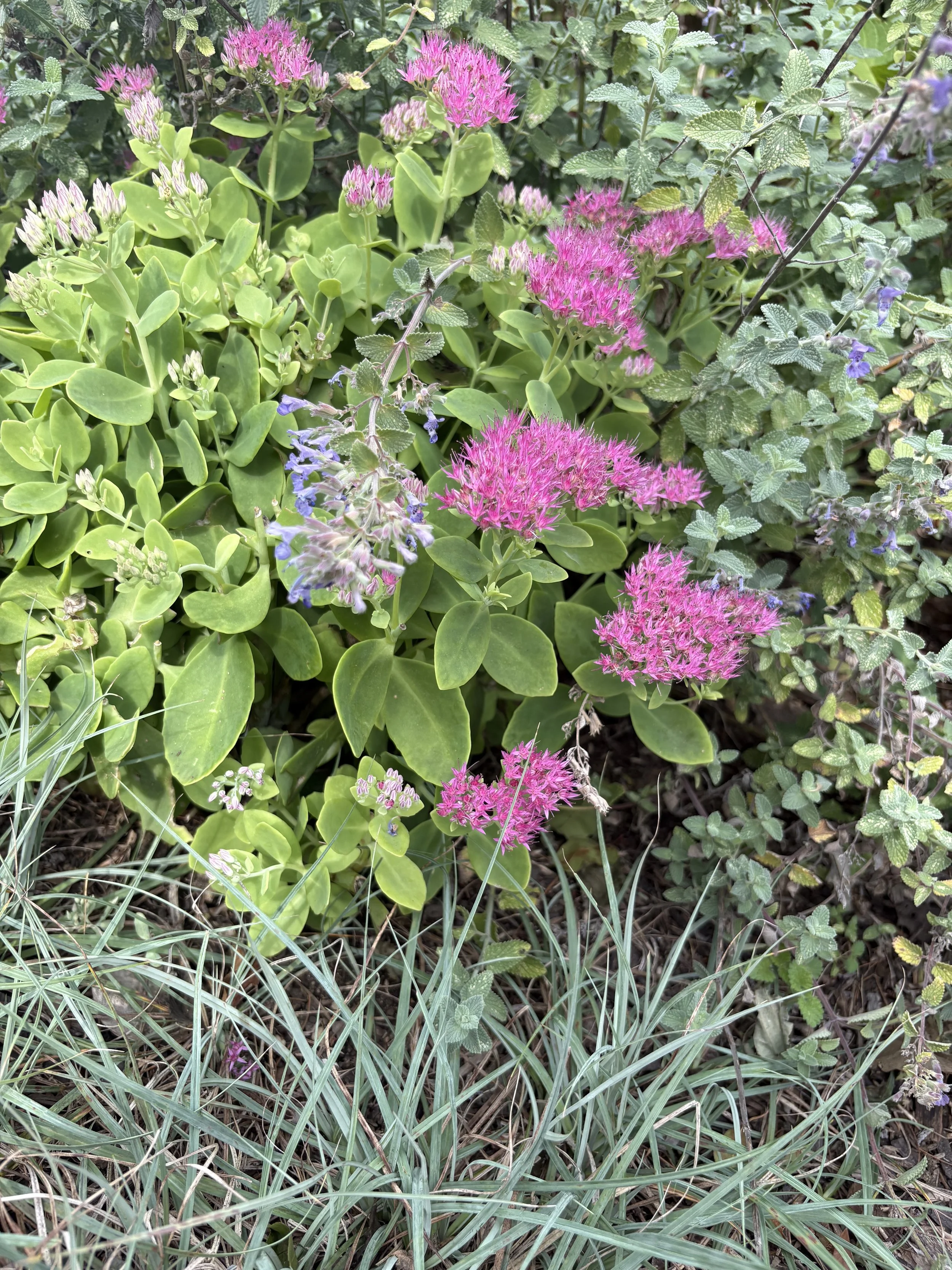 IMG_8631.jpeg