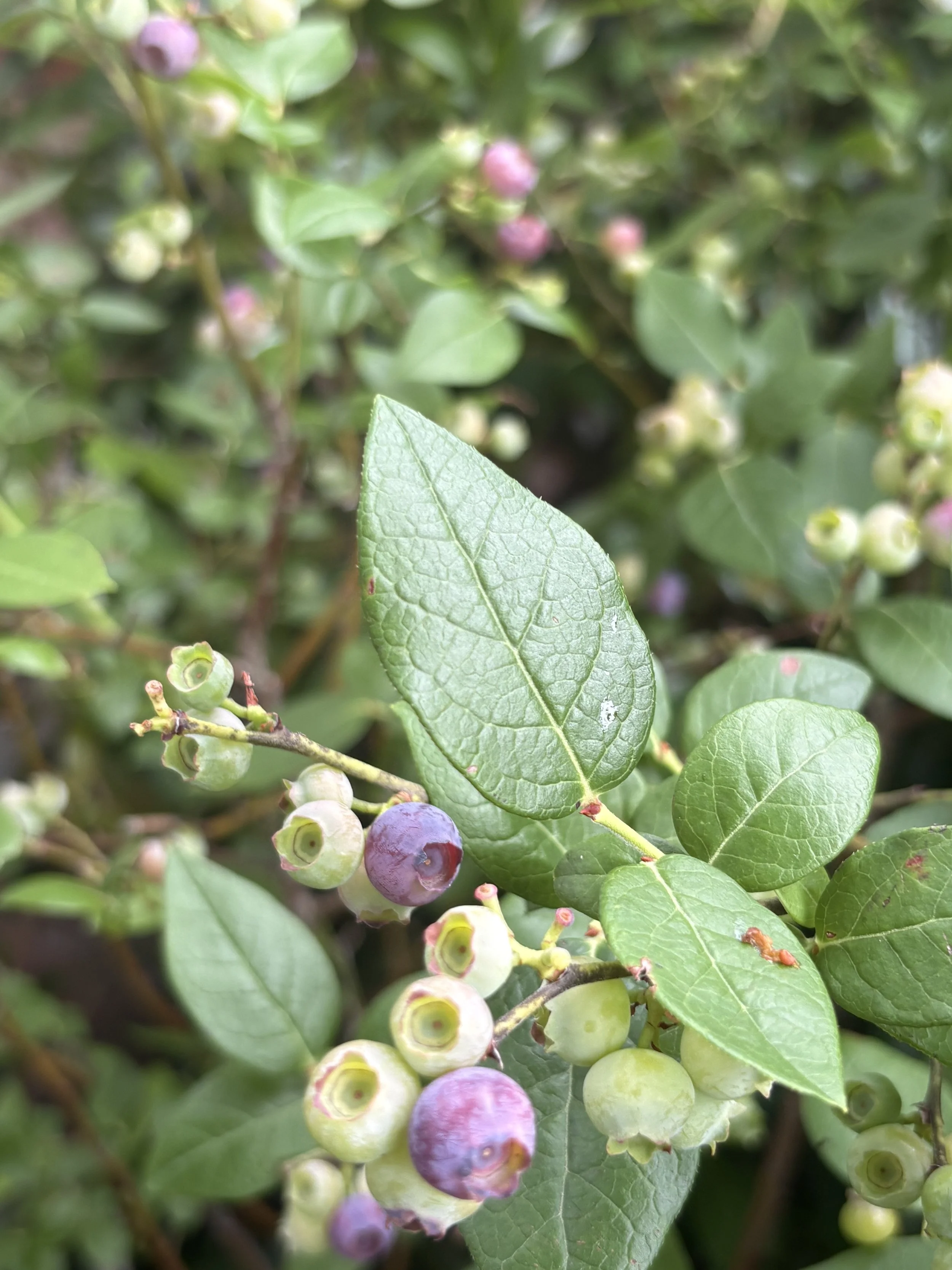 IMG_6048.jpeg