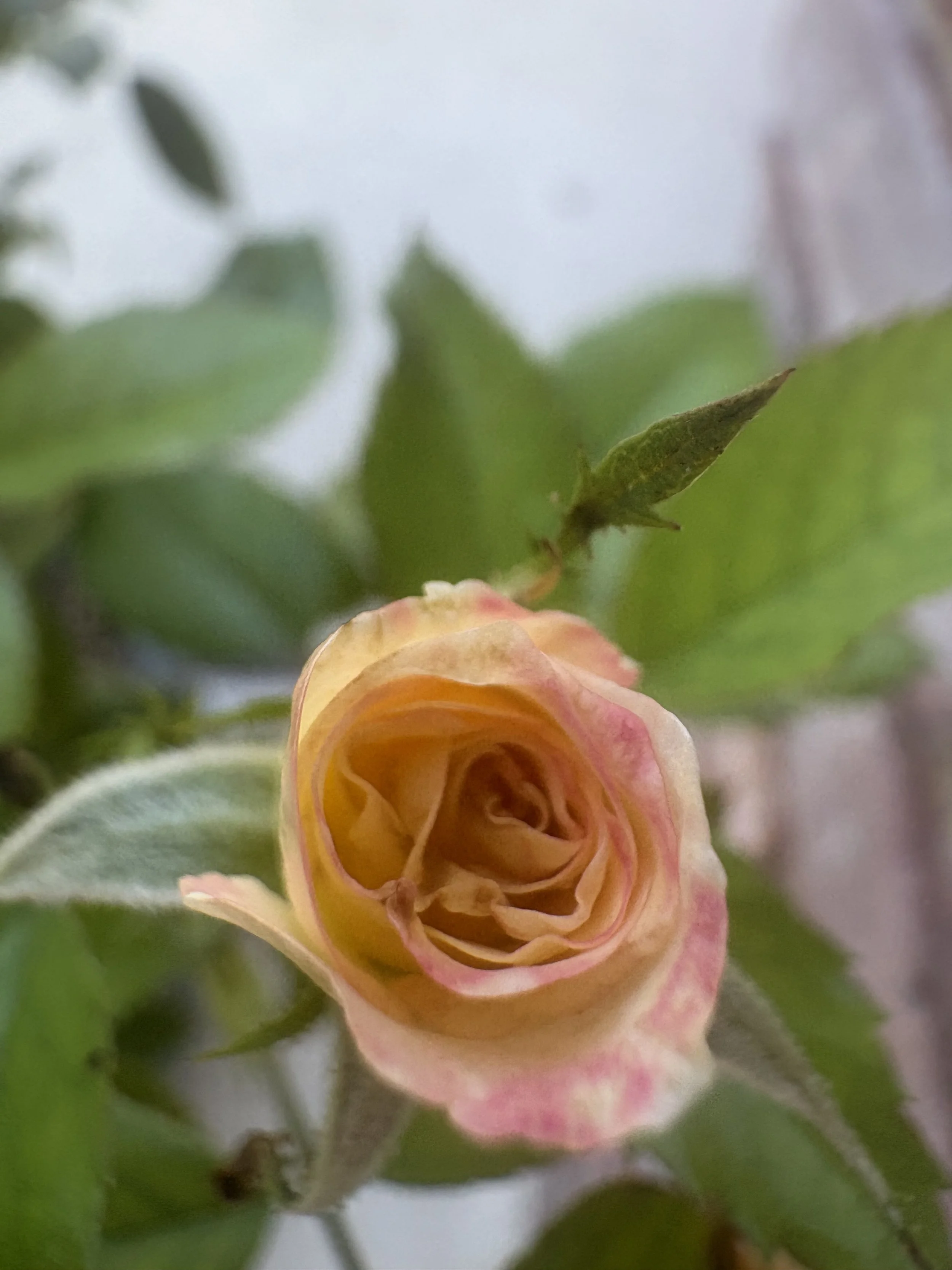 IMG_6763.jpeg
