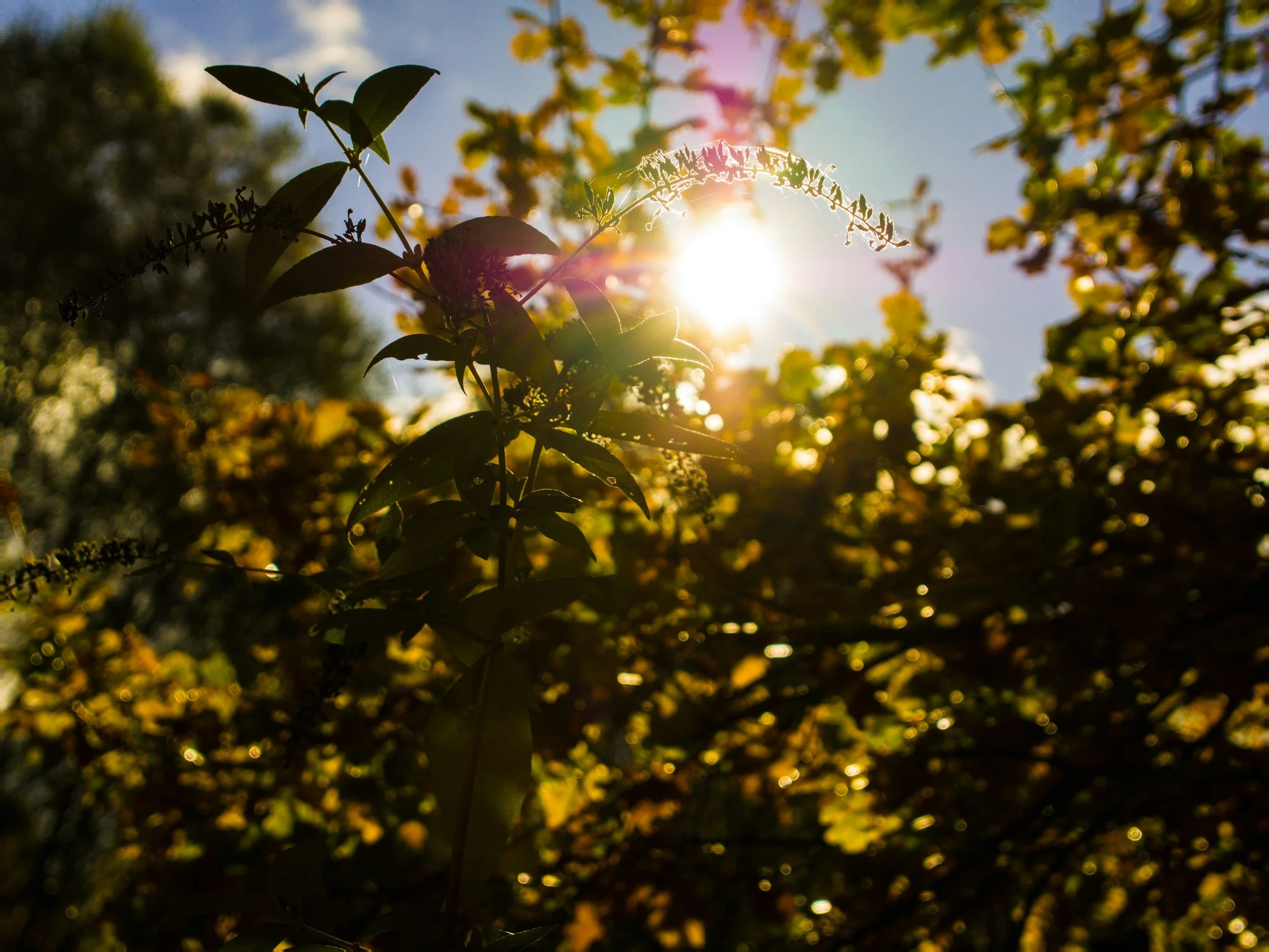 Discovering Wonder &amp; Igniting Curiosity in Your Garden, Plus Autumn Design Tips to Spark Awe