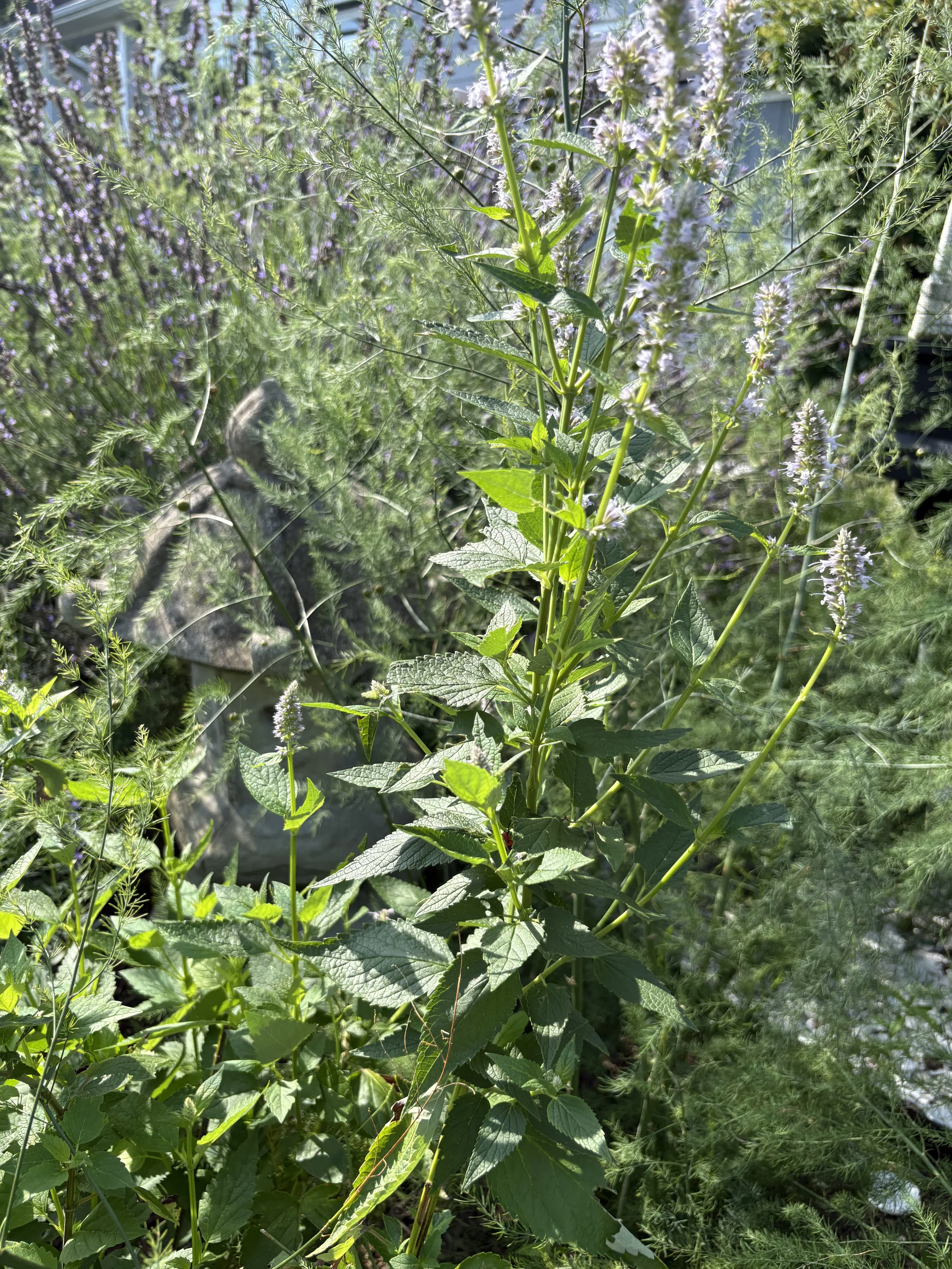 IMG_6803.jpeg