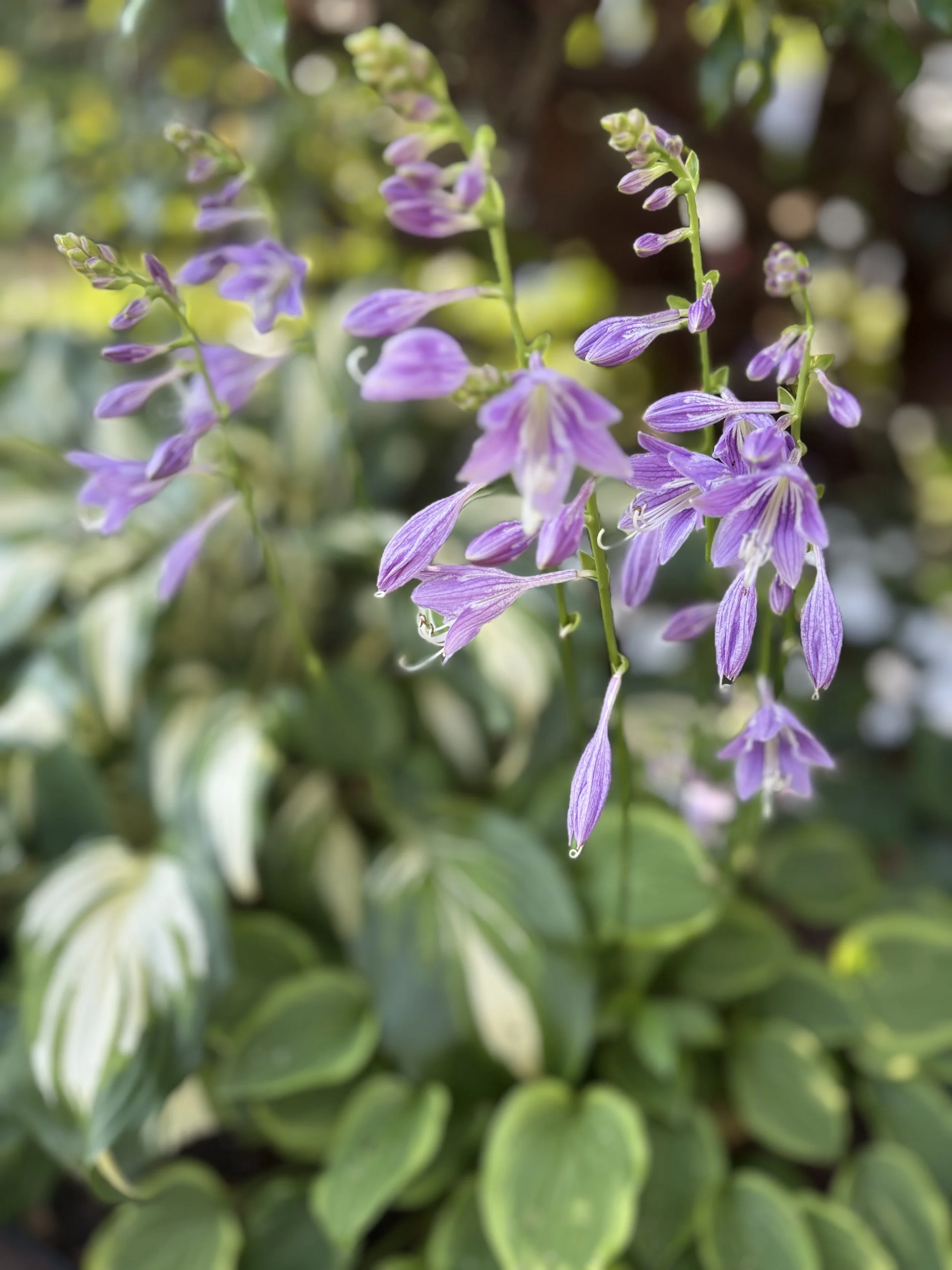 Summer Garden Tasks ~ Because Nature’s Pruning Isn’t Always a Cooperative Team Player!