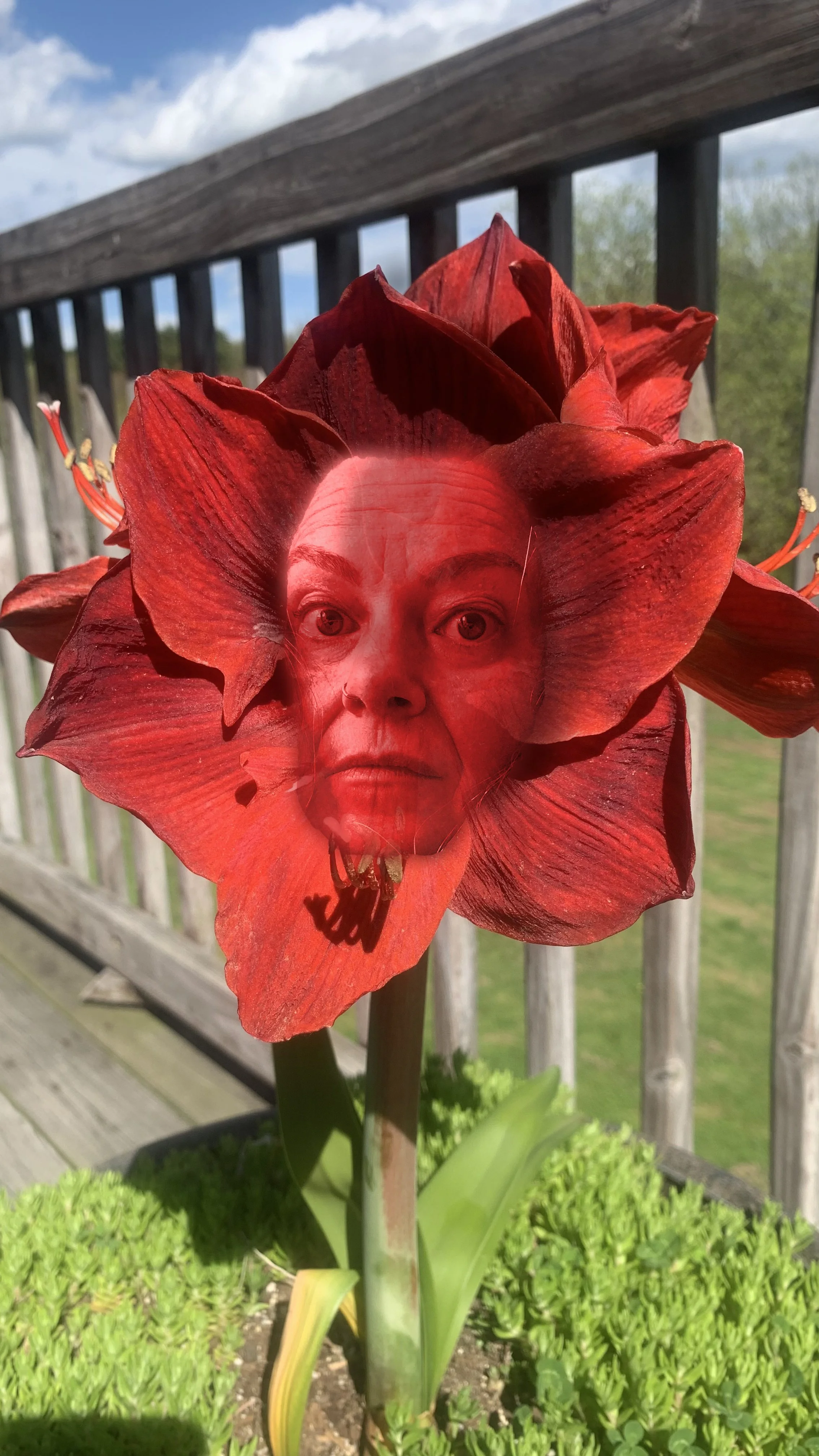 Milenaryllis