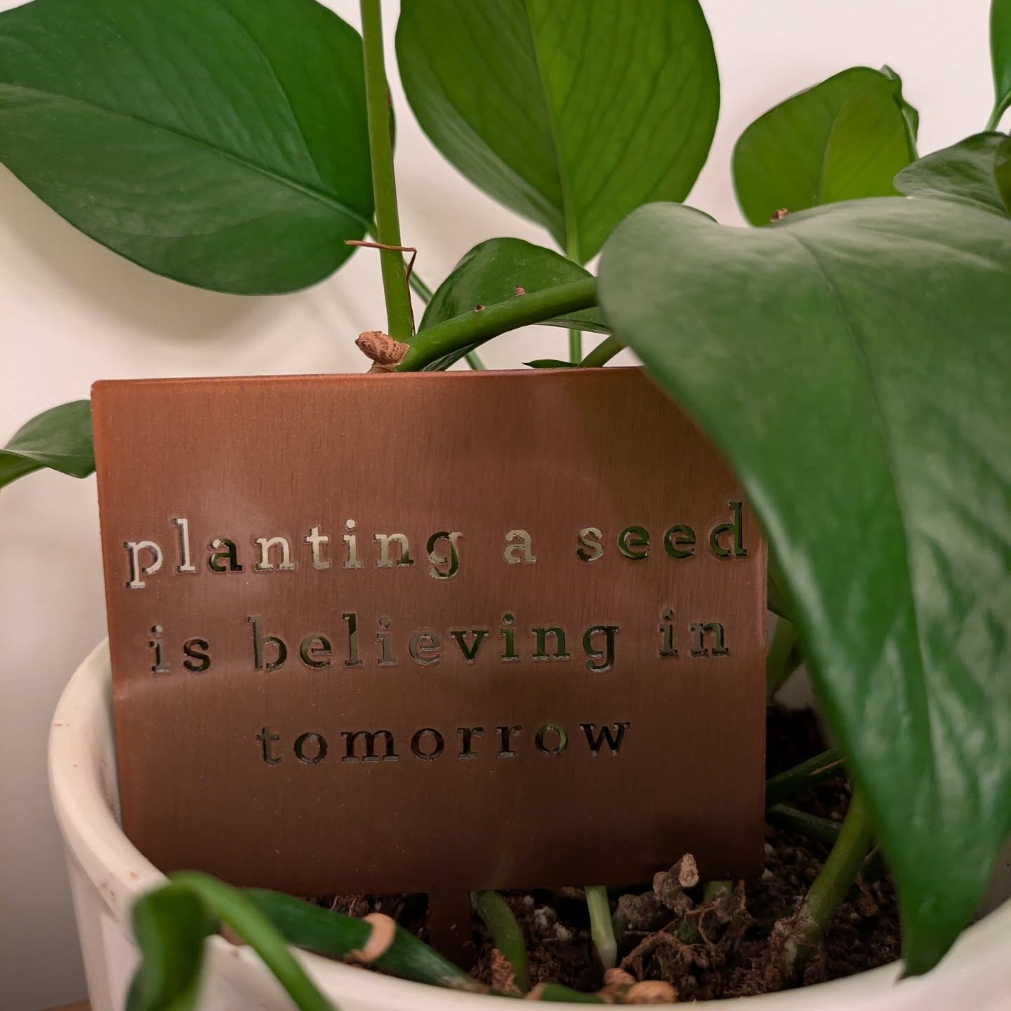 Spitting seeds wherever we go. Some are duds, some a little melodramatic, others are doing their thing and sprout when you least expect it.

What do you want to grow this year?

Join me this season in supporting our non-profit arm, Bromleigh Enterpri