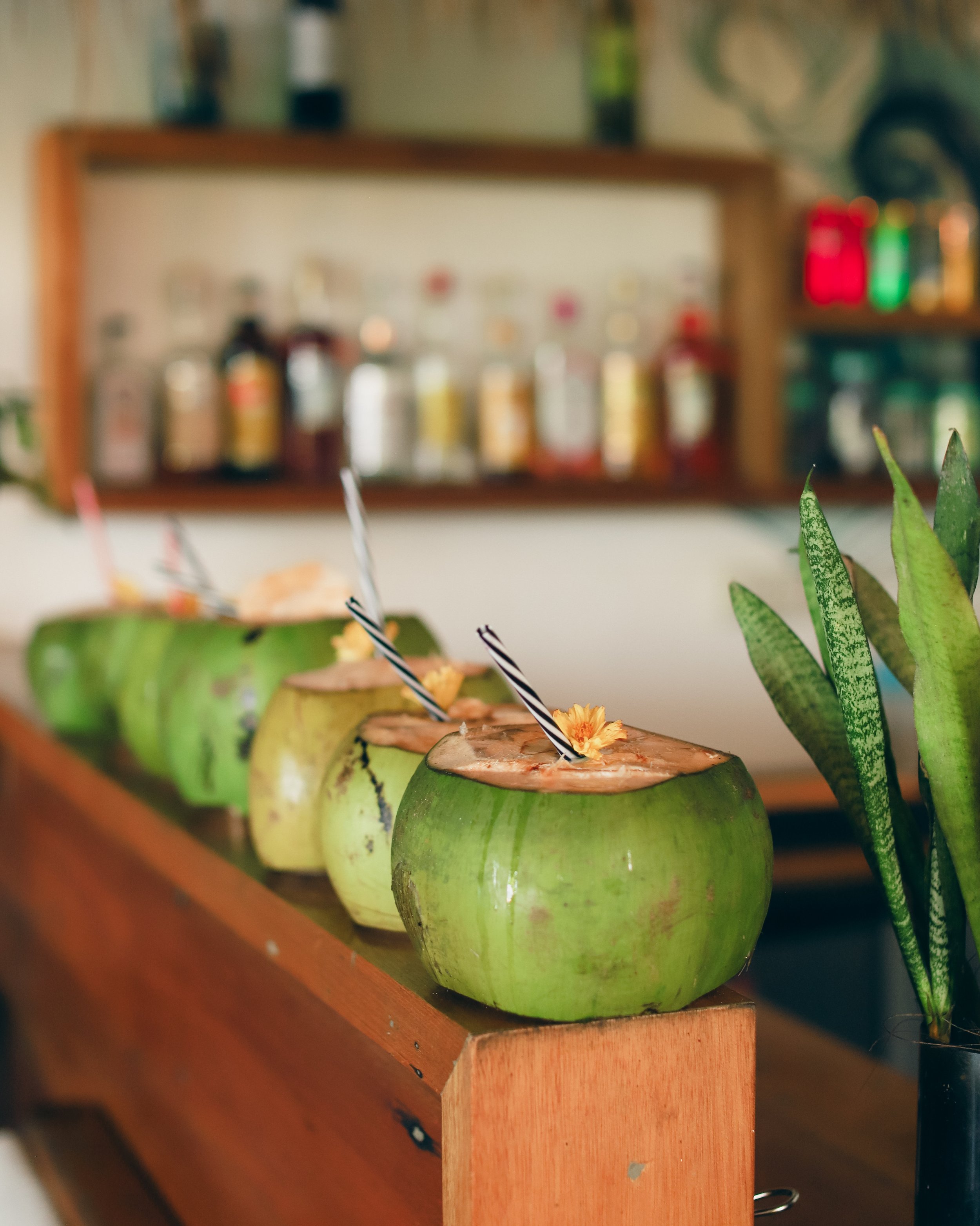 coconut welcome drinks for Daloy yoga retreat guests