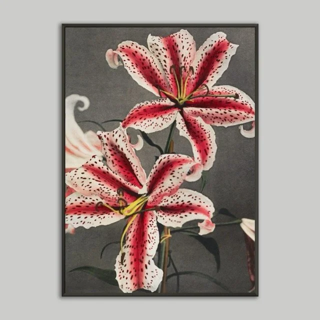 Lilly In flower 50x70.jpeg