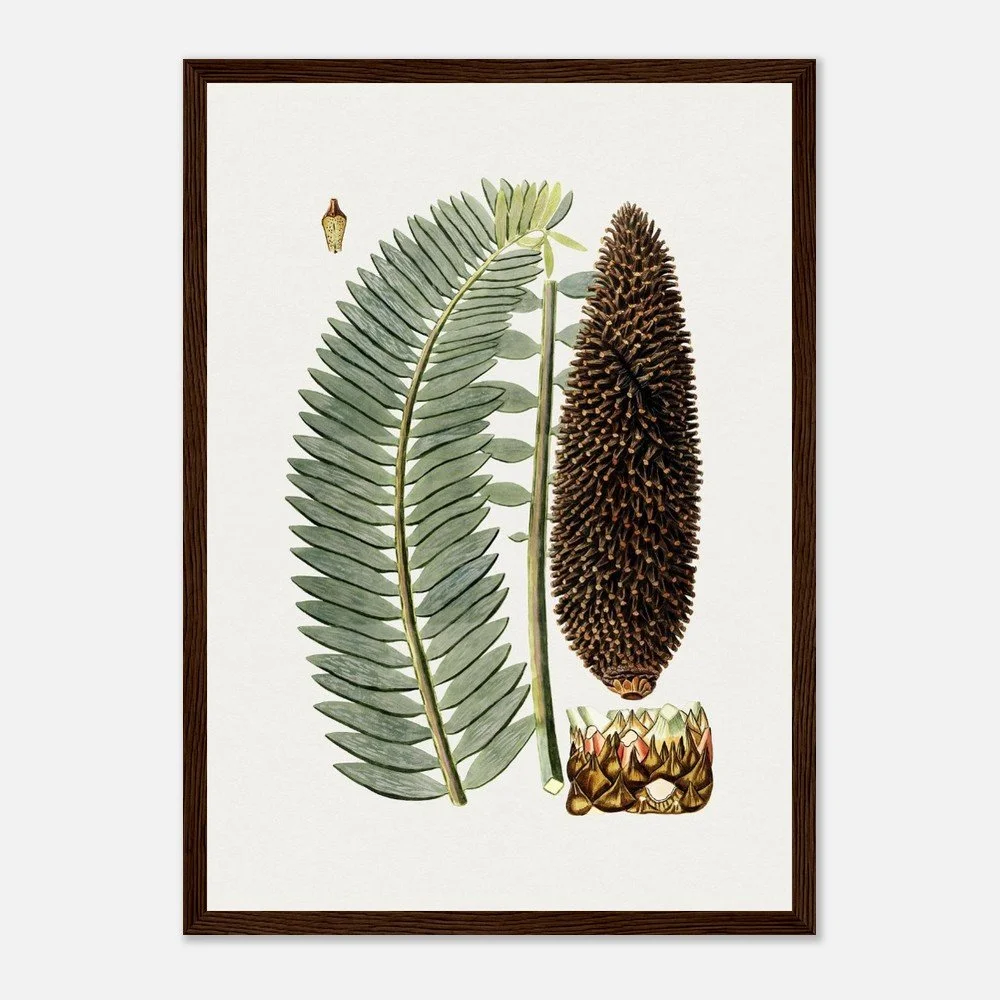 Seed Pod Wooden Framed Poster
