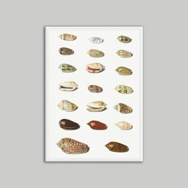 Shells Poster White A3 .jpeg