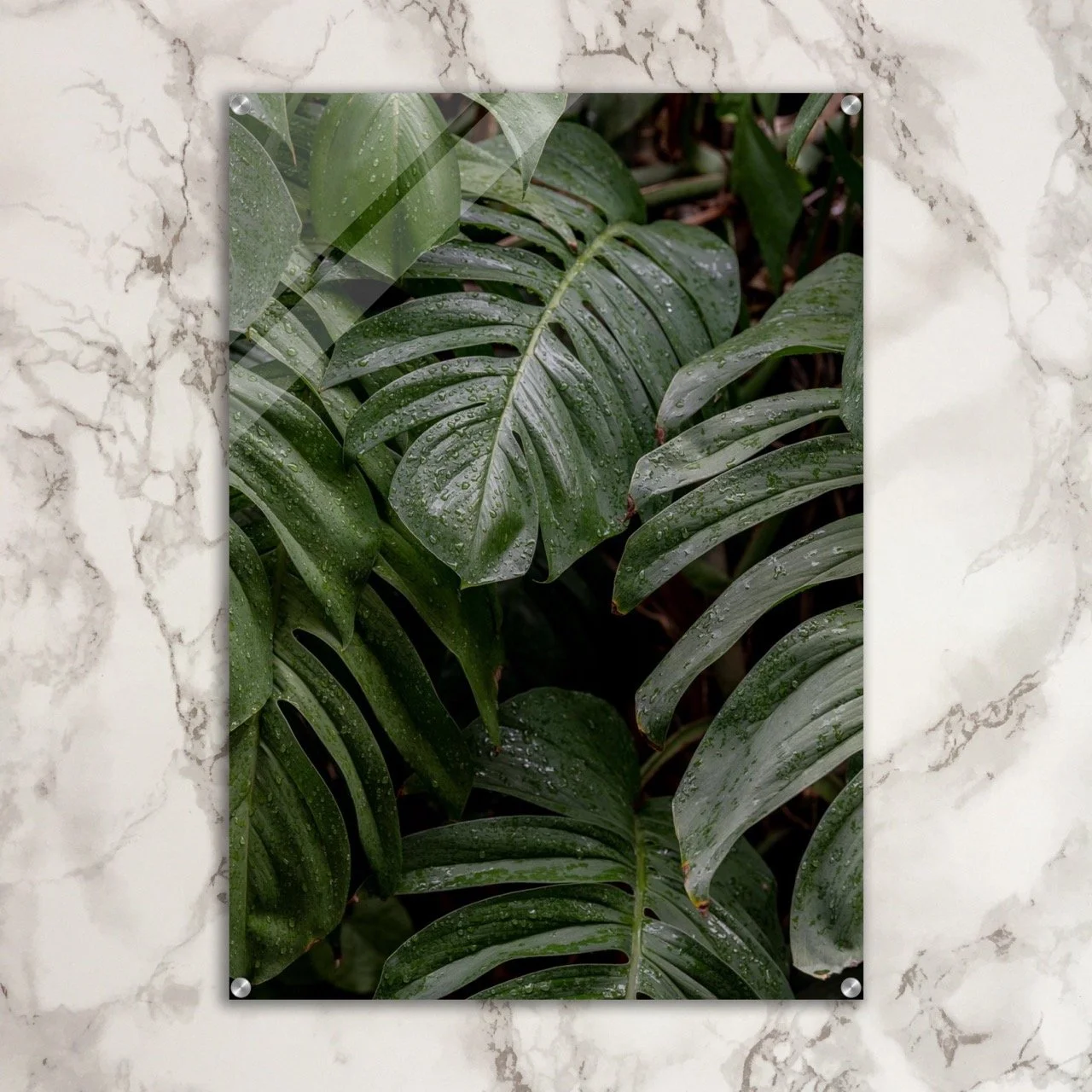 Monsteria Foliage Acrylic Print