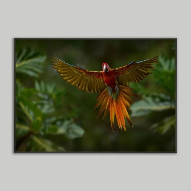 Bird Poster 70x100 .jpeg