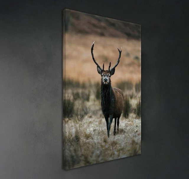 Deer Wall Canvas .jpeg