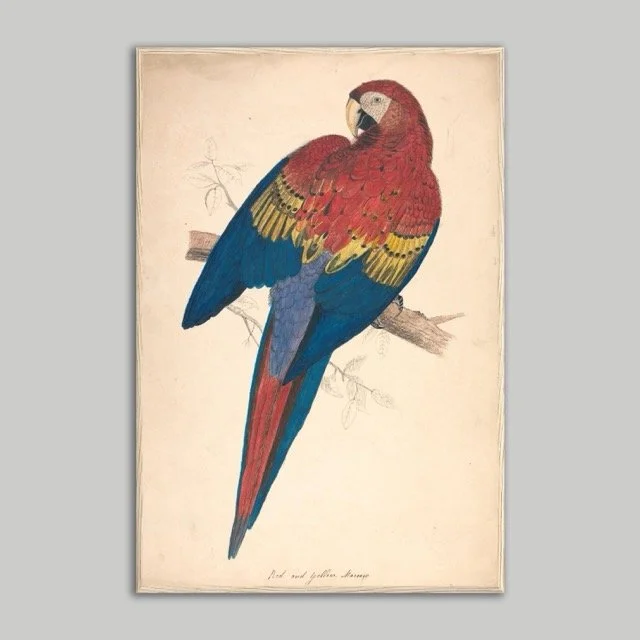 Macaw poster Natural60x90.jpeg