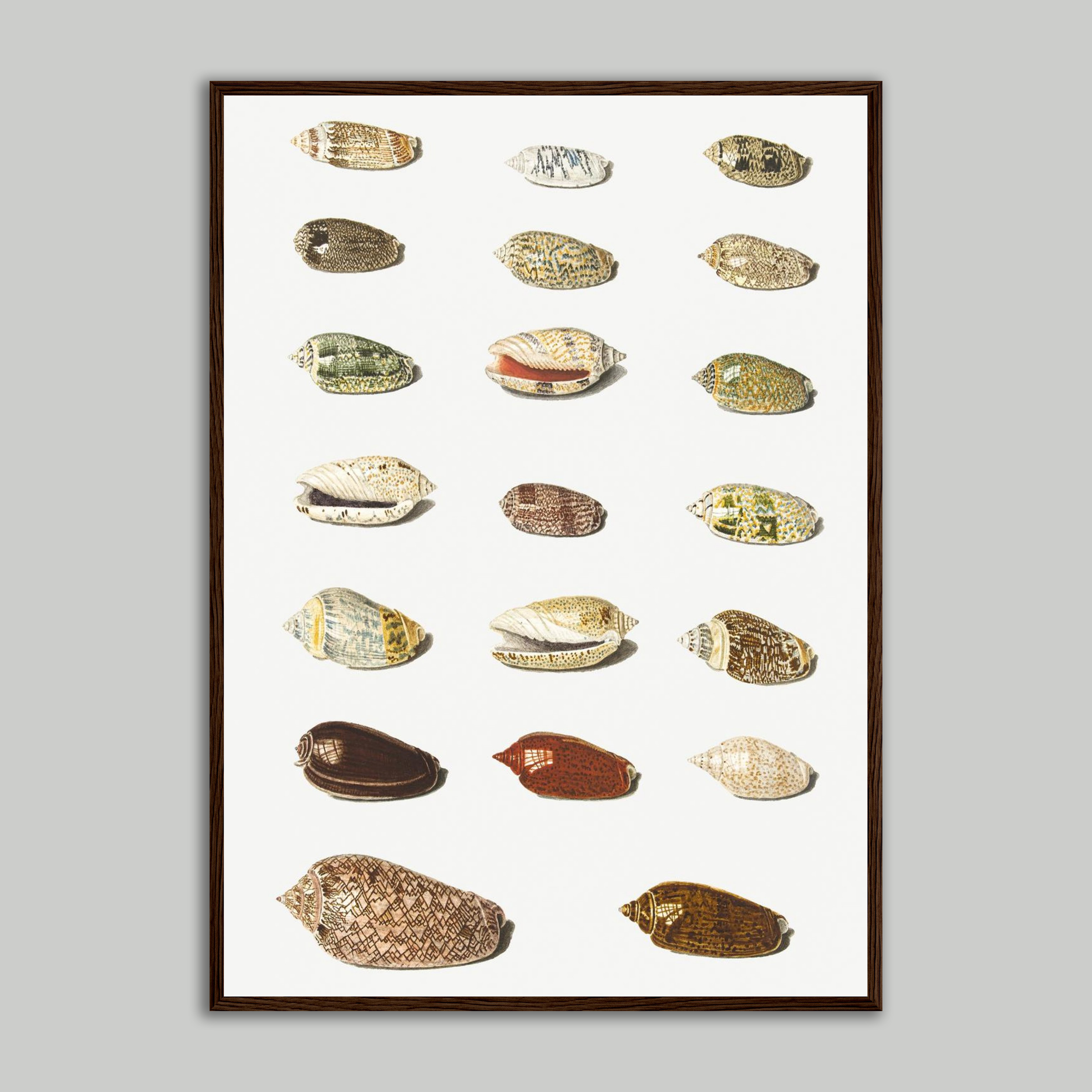 Shells Wooden Framed Poster