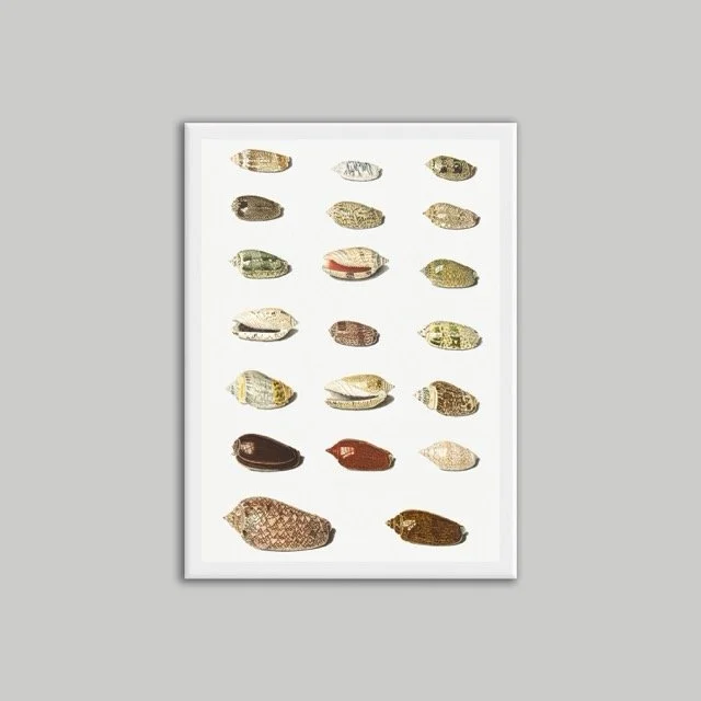 Shells Poster White A4.jpeg