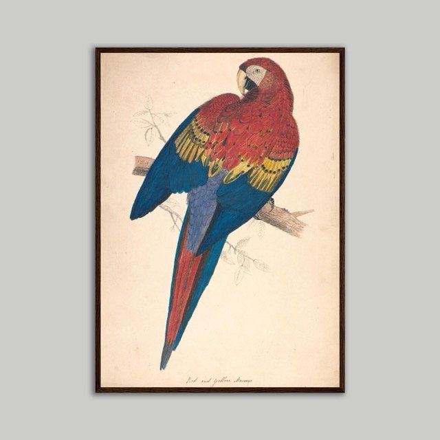 Macaw Poster Dark 50x70 .jpeg