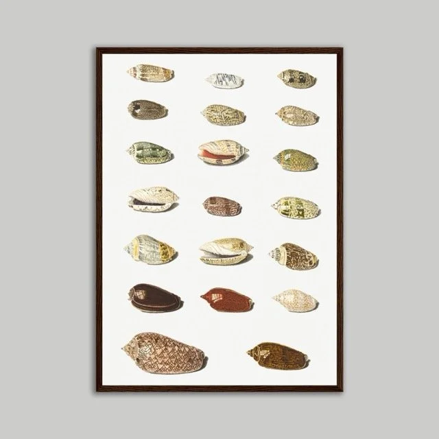 Shells Brown Poster A2.jpeg