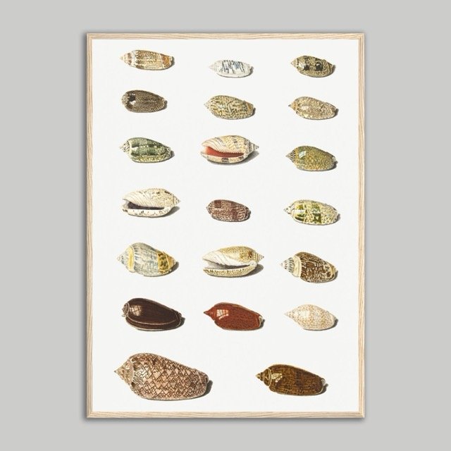 Shells Poster Natural 50x70.jpeg