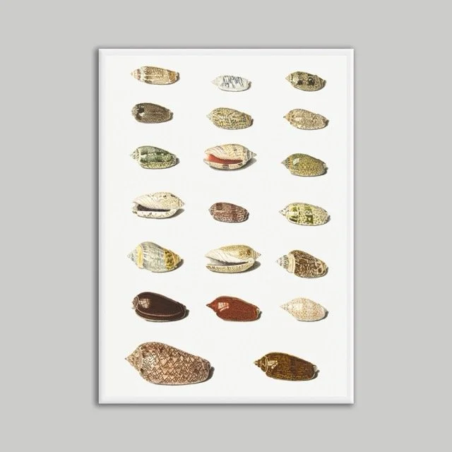 Shells White Poster A2 .jpeg