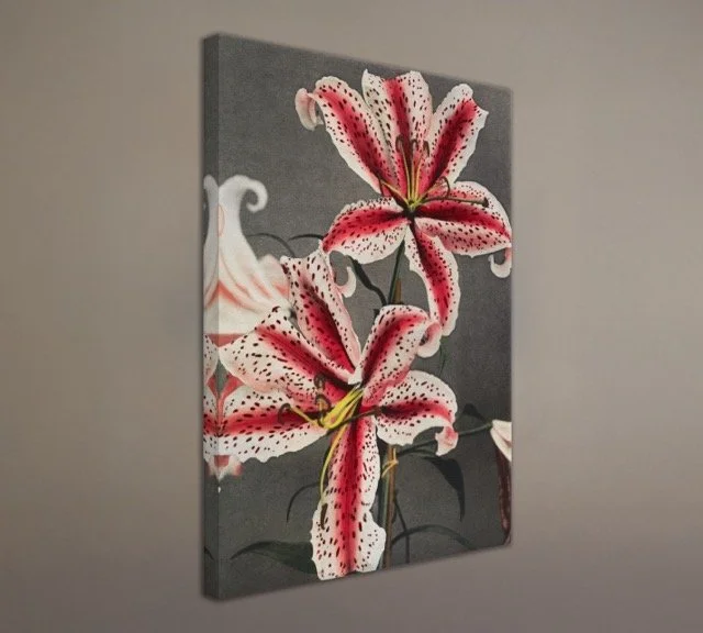 Lilly Wall Plain.jpeg