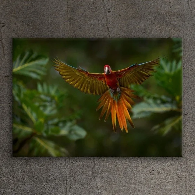 Bird Canvas Rough Wall .jpeg