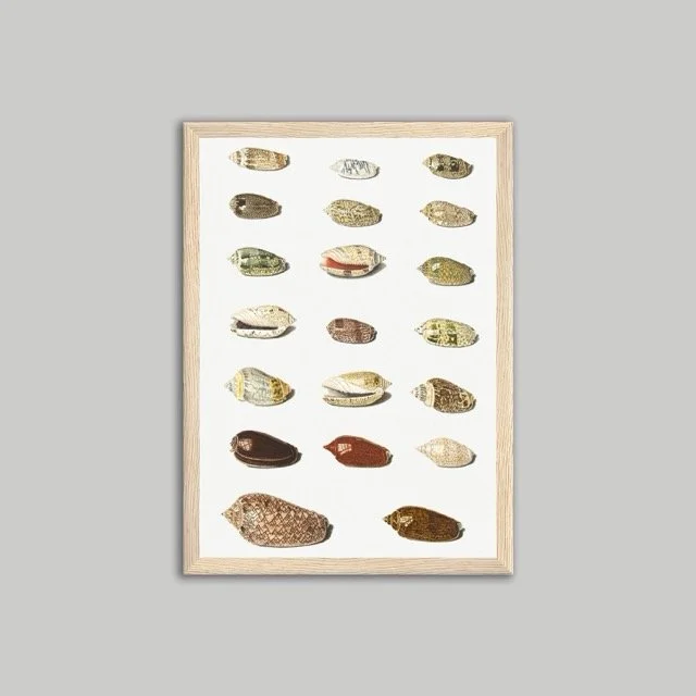 Shells Poster Natural A4.jpeg