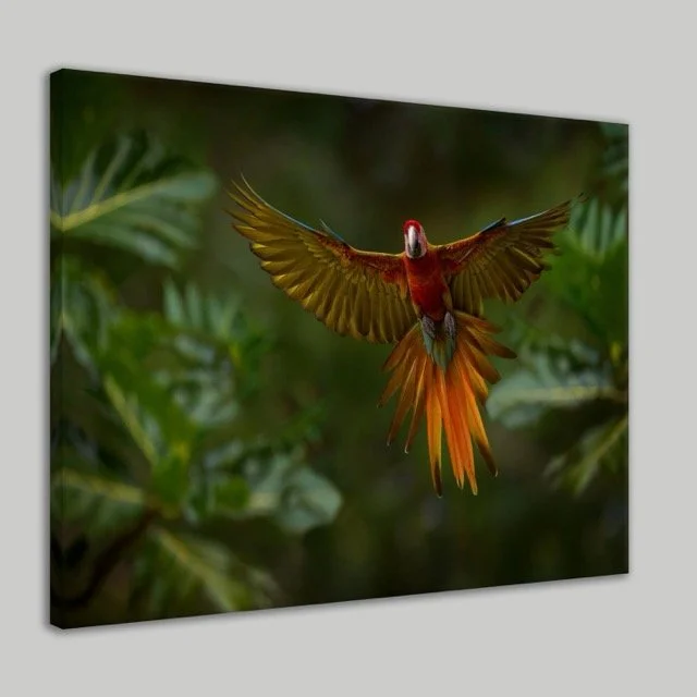 Bird Of Flight Canvas