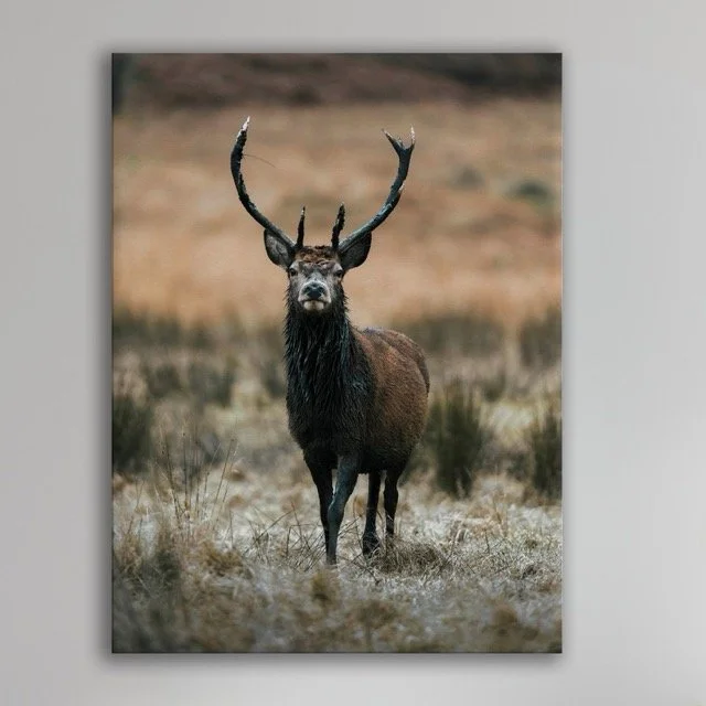 Deer Canvas Plain Wall.jpeg