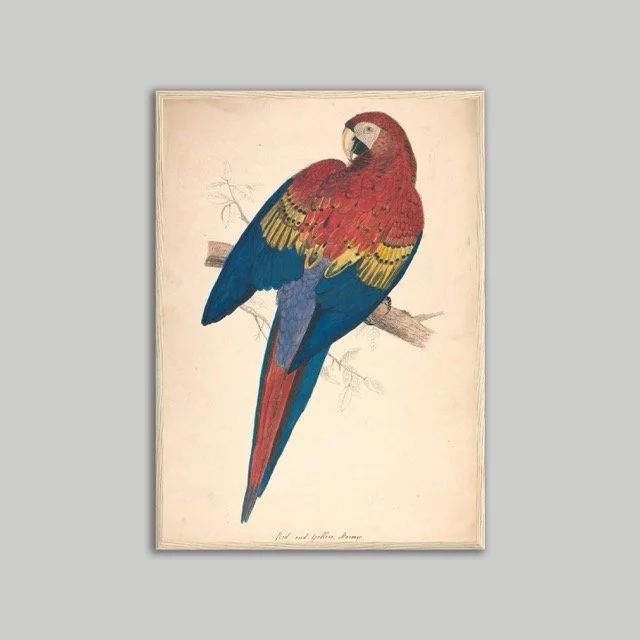Red & Yellow Macaw Wooden Framed Poster
