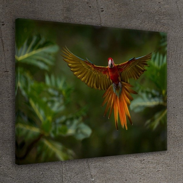 Bird Of Flight Wall Print.jpeg