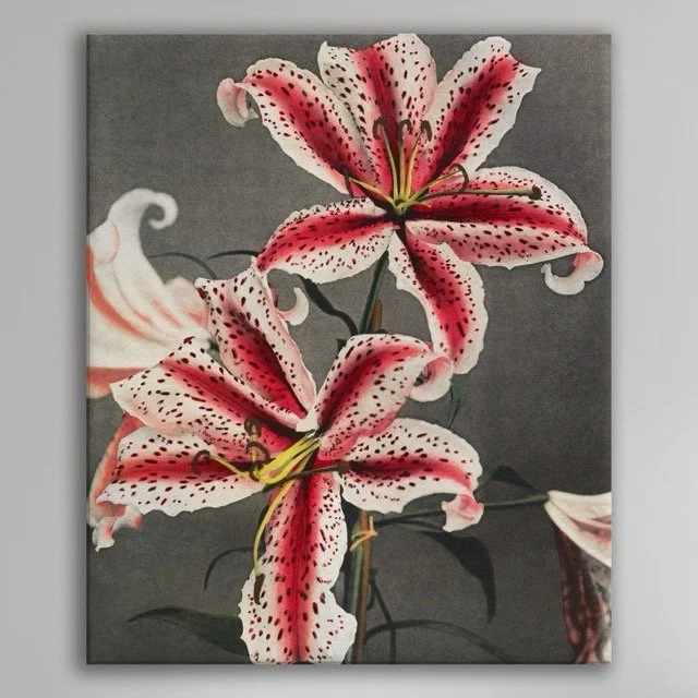 Lilly Plain Wall Canvas Plain .jpeg