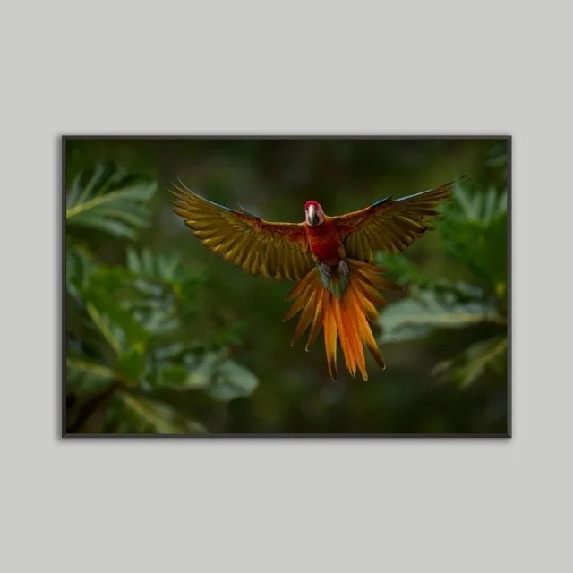 Amazon Bird Metal Framed Poster