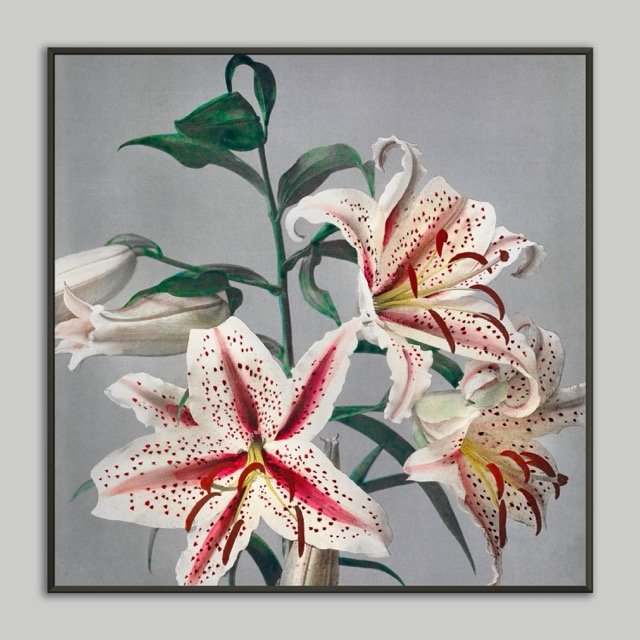 Lilly Poster 70x70 .jpeg