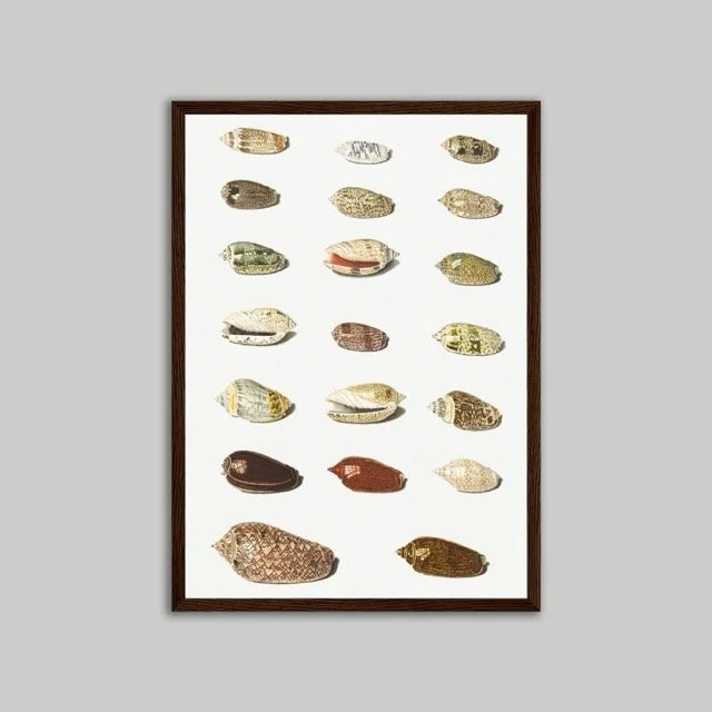 Shells Brown Poster A3.jpeg
