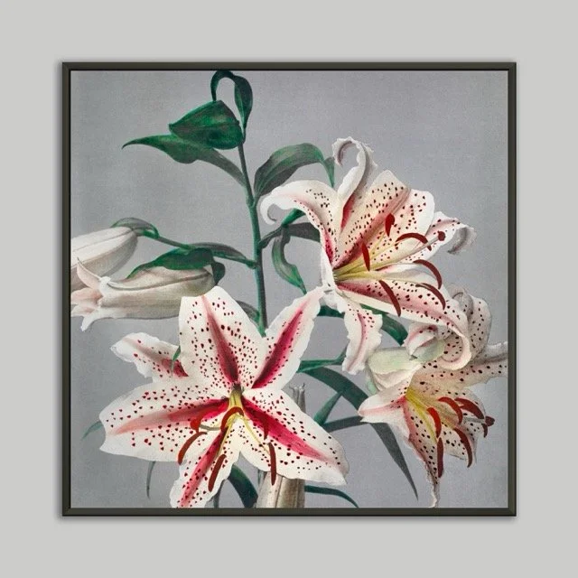 Lilly Poster 50x50 .jpeg