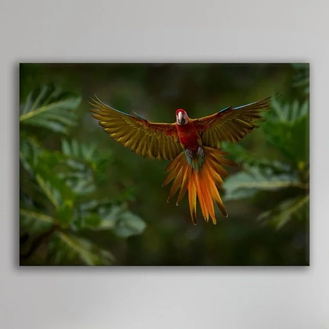 Bird Plain Wall Canvas.jpeg