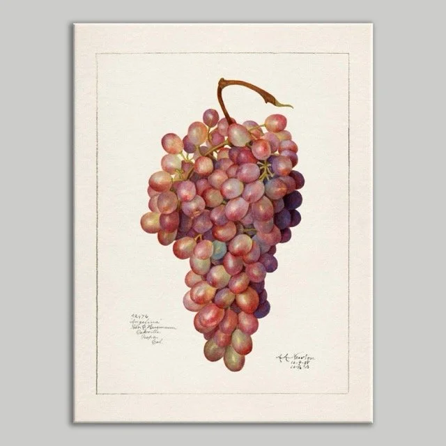 Grapes Canvas