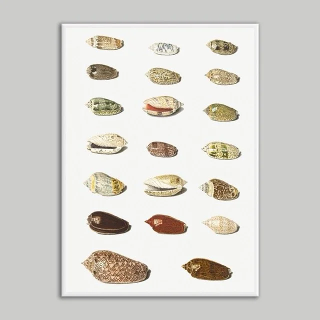 Shells Poster White 50x70.jpeg