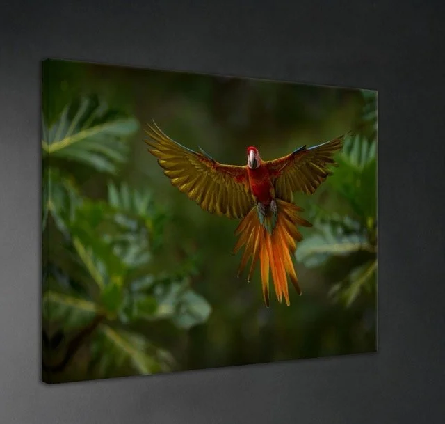 Bird in Flight Wall Canvas.jpeg