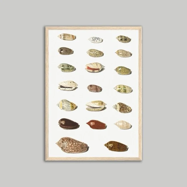 Shells Natural Poster A3.jpeg