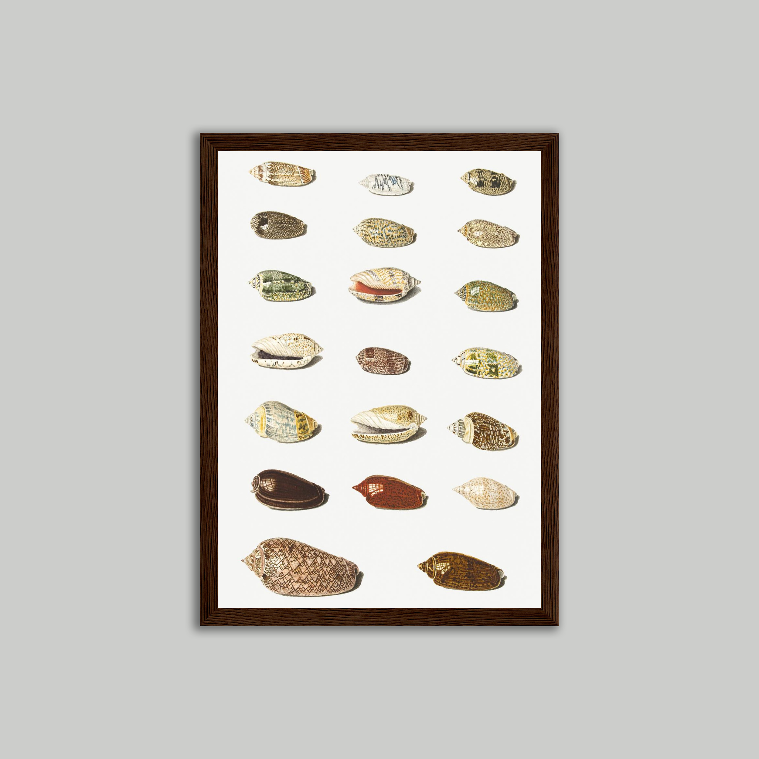 Shells Poster Dark A4.png