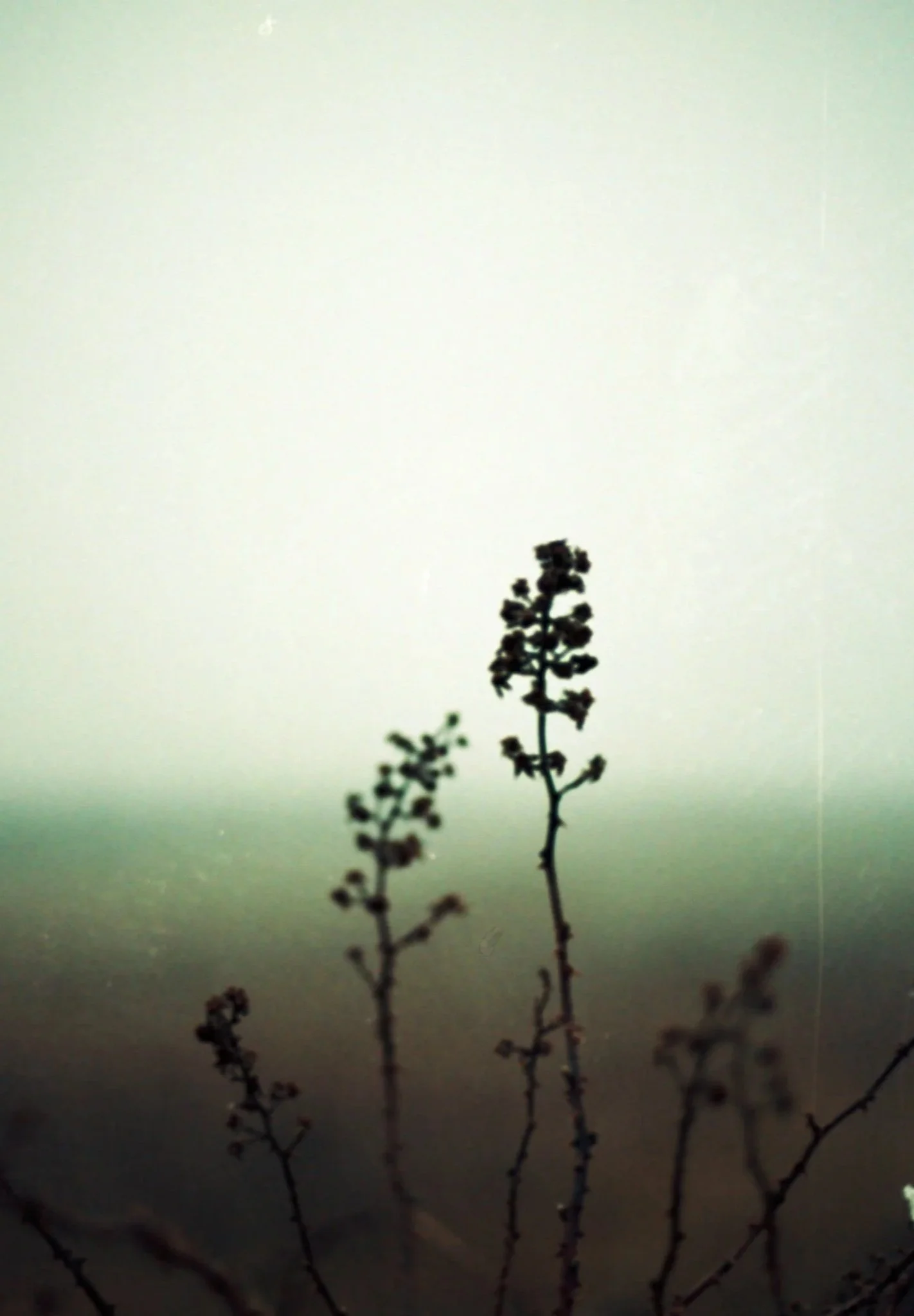 Silhouetted plant with multiple branches in the foreground, against a background of a greenish sky with a faint celestial body, possibly the moon, in the upper left corner.