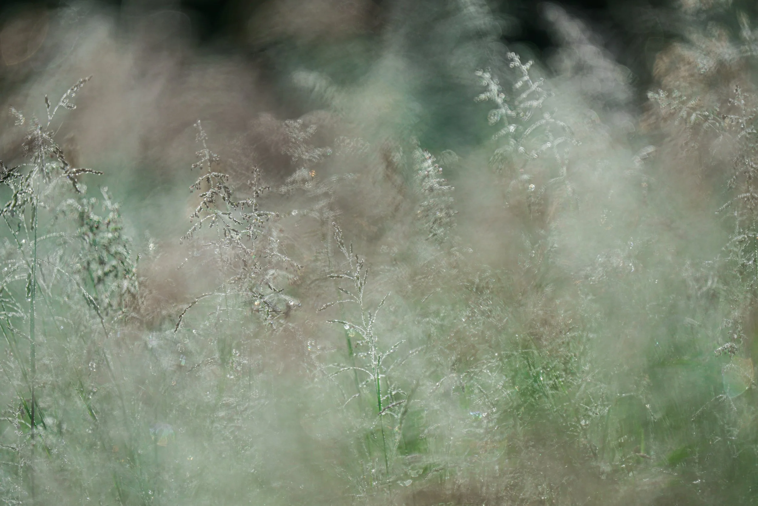 Close-up of dewy grass and plants with a soft, blurred background.