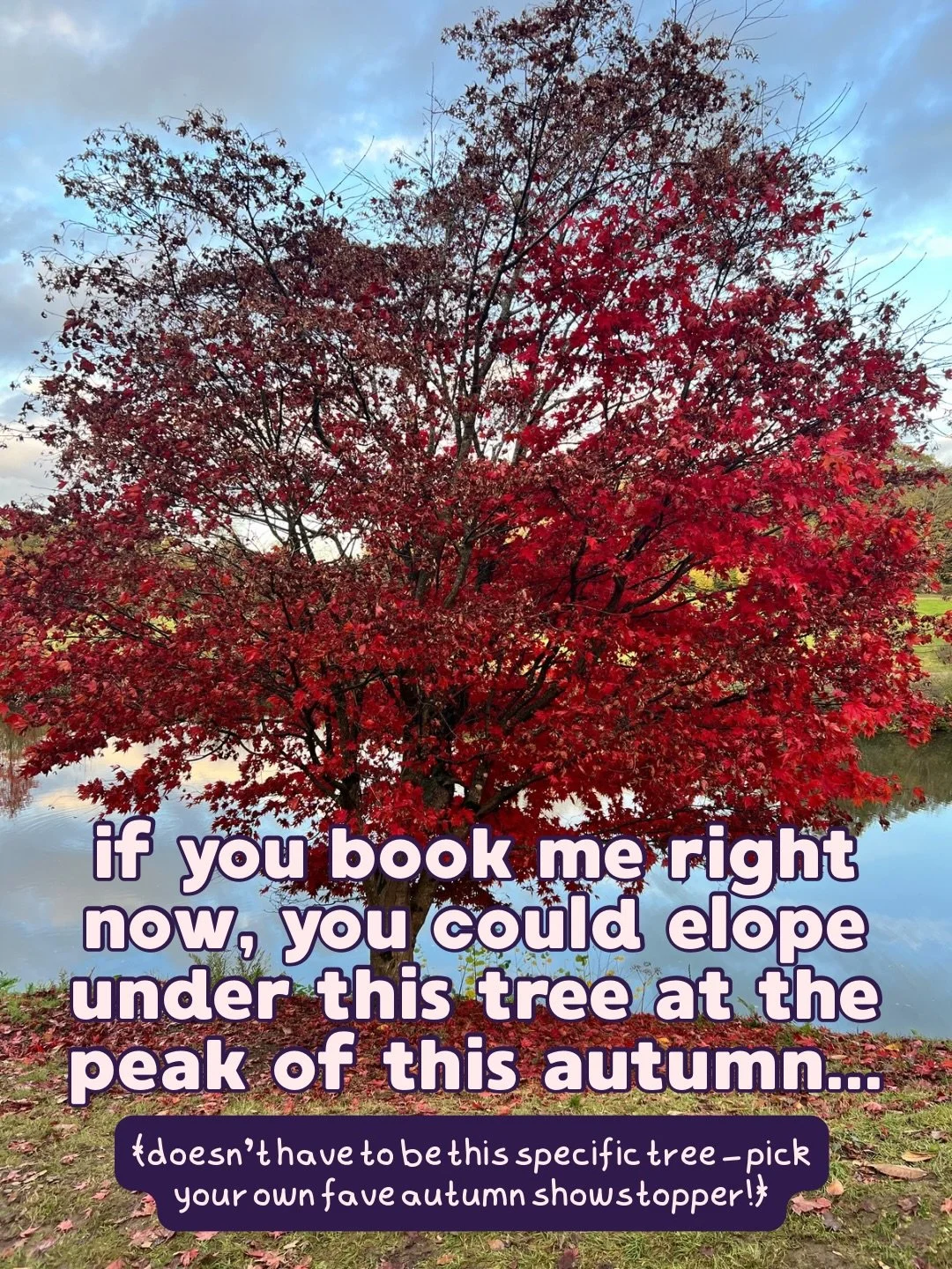 I am Aug-tobering hard 🍂 If you, like me, can&rsquo;t wait to activate autumn mode, you probably have a favourite tree that just looks sooooo good in October/November. Imagine what it would be like to elope under that tree!!

And if that isn&rsquo;t