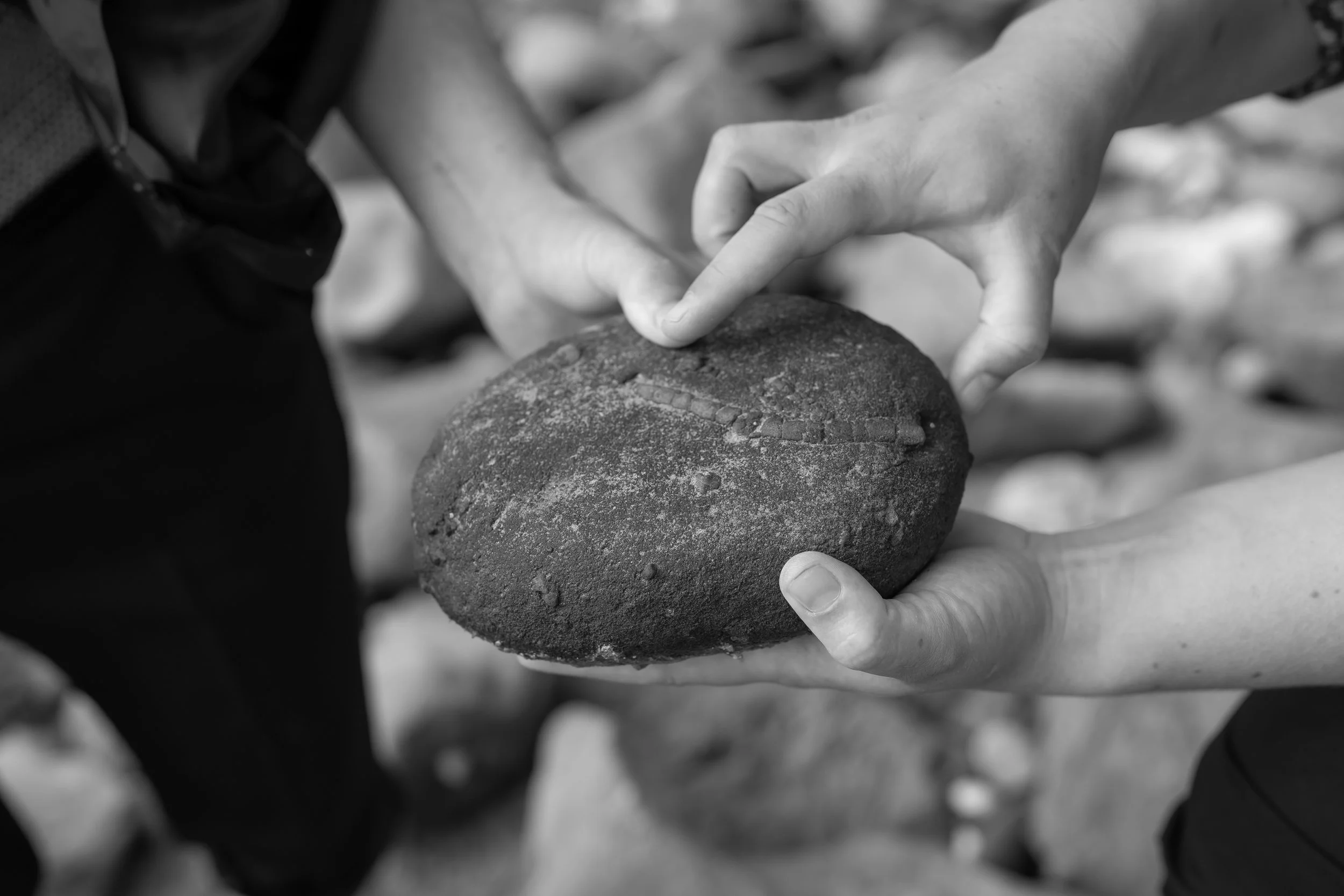 A black-and-white close-up of a rock that Brigid and Isaac are holding. It seems to contain a fossil of some kind.