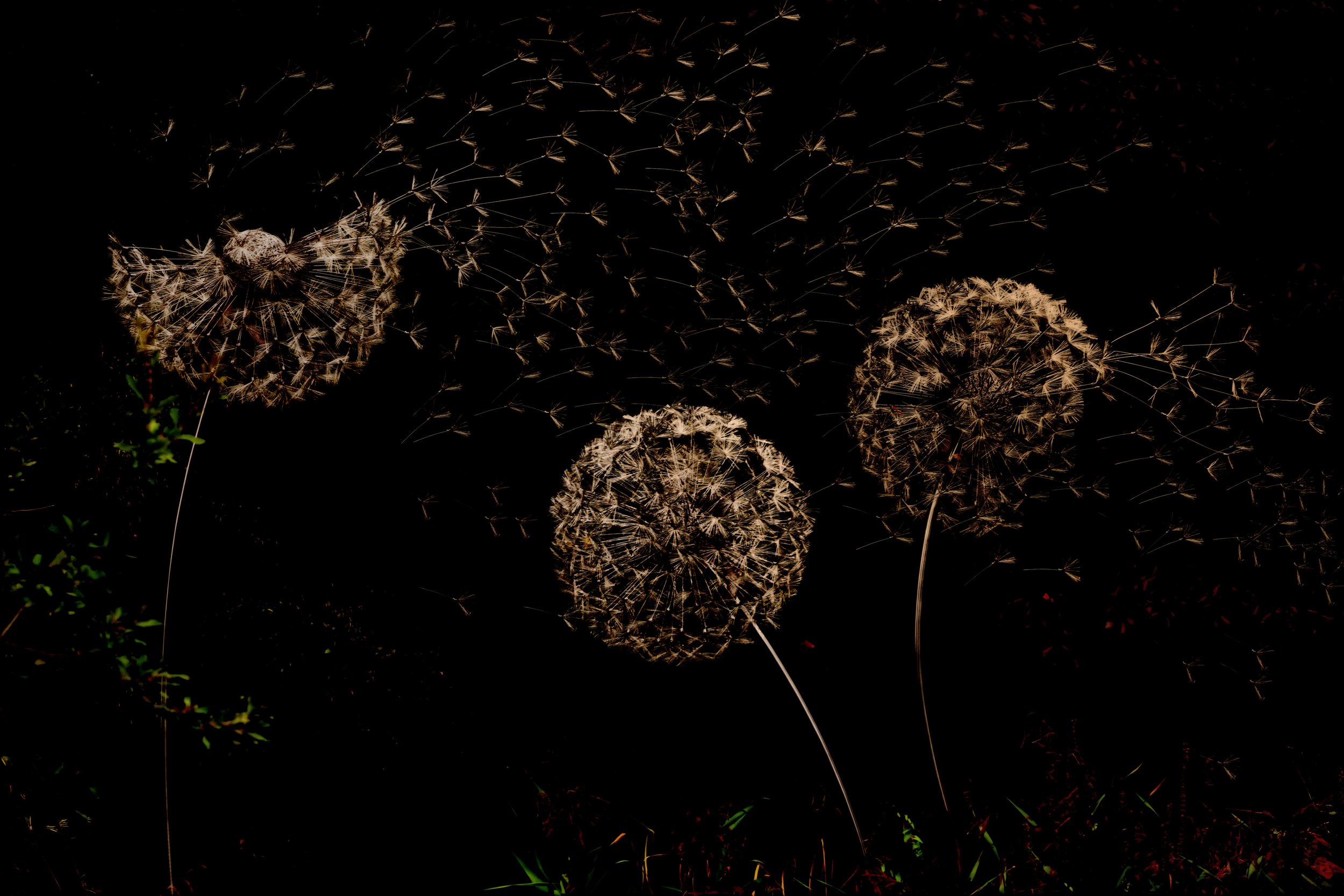 Death to Life

Legacy is about living beyond our edges.

As this dandelion dies, it releases life in abundance — scattered far beyond itself. Slightly inconvenient if you love a perfect lawn, but quietly beautiful all the same.

Maybe our lives are l